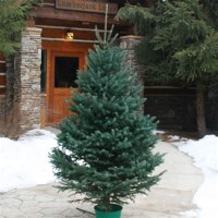 Black Hills Spruce Christmas Tree