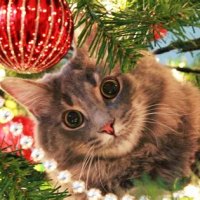 Cats And Christmas Trees