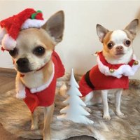 Chihuahua Christmas Decorations