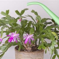 How Often Should I Water A Christmas Cactus
